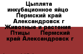 Цыплята, инкубационное яйцо - Пермский край, Александровск г. Животные и растения » Птицы   . Пермский край,Александровск г.